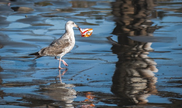 Bird with plastic in mouth