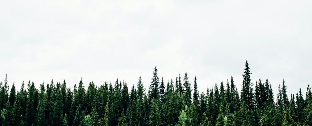 A Canadian forest. Photo by Michael Benz on Unsplash