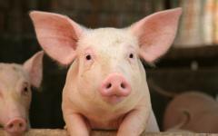 Wendy’s faces vote on treatment of pigs