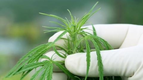 UK regulator gives green light to medical cannabis listings