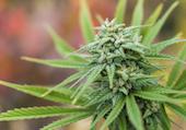 Call for improved disclosure at Canada’s medical marijuana firms